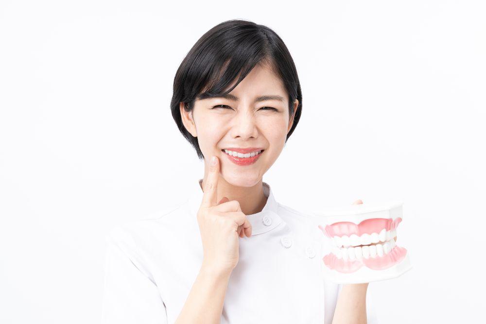 歯の模型を持つ歯科助手