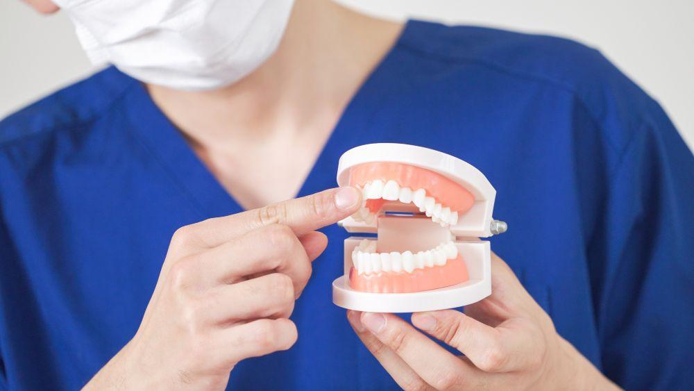 歯の模型をもって説明する歯科医